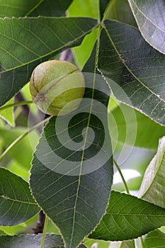 Pignut Hickory with Leaf 04