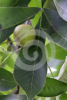 Pignut Hickory with Leaf 05