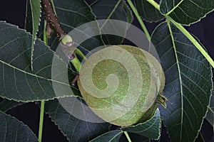 Pignut Hickory with Leaf 10