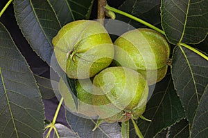 Pignut Hickory Nut Cluster 02