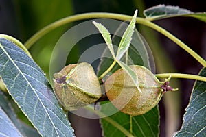 Pignut Hickory Nut Duo with Leaves 01