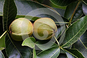 Pignut Hickory Nut Pair 02