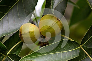 Pignut Hickory Nut Pair 06