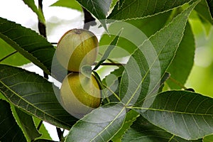 Pignut Hickory Nut Pair 08