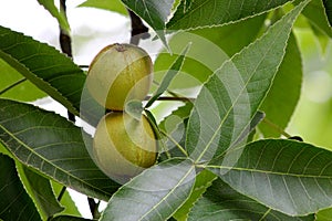 Pignut Hickory Nut Pair 09