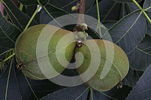 Pignut Hickory Nut Pair 14