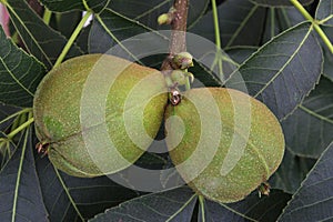 Pignut Hickory Nut Pair 15