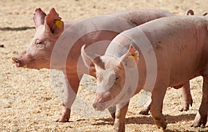 Pigs photo