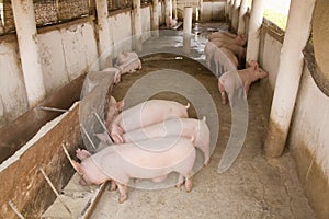 Pigs photo