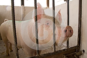 Pigs photo