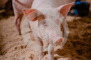 Pigs adolescents on in a pig farm