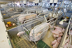 Pigs af a factory