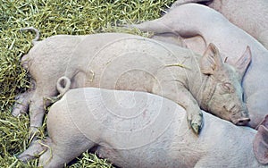 Pigs babys photo