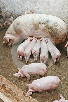 Pigs in barn