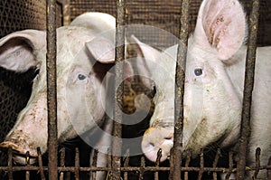 Pigs in Barn