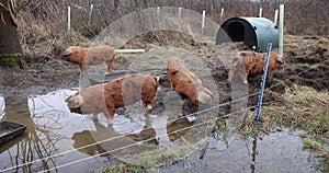 Pigs behind an electric fence