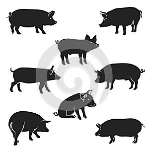 Pigs_Black