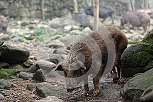 Pigs of Black Hmong people in Sa Pa Valley