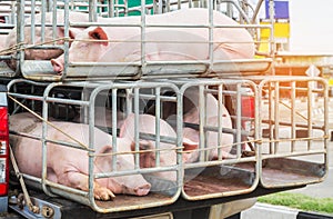 Pigs in cages on truck transport