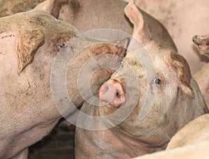 Pigs photo