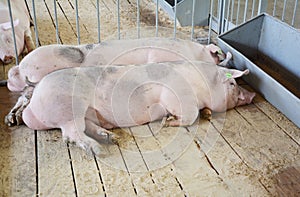 Pigs on countryside farm. Pig farming is the raising and breeding of domestic pigs as livestock, and is a branch of animal