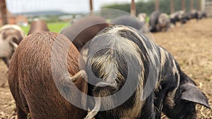 Pigs with curly tails foraging together for food photo