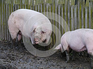 Pigs dig the ground with their snouts