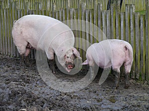 Pigs dig the ground with their snouts