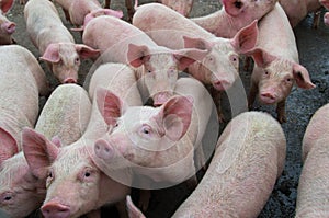 Pigs diseases. African swine fever in Europe.