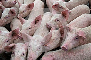 Pigs diseases. African swine fever virus ASFV.