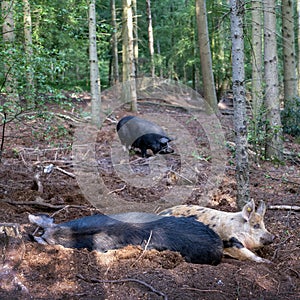 pigs in dutch forest for organic pork in restaurants