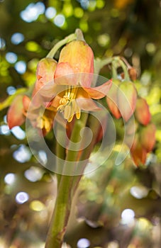 Pigs Ear succulent medicinal plant flowers