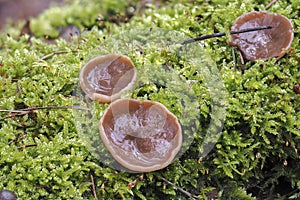 The Pigs Ears Gyromitra perlata is an edible mushroom