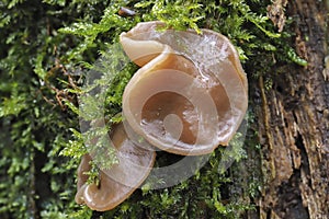The Pigs Ears Gyromitra perlata is an edible mushroom