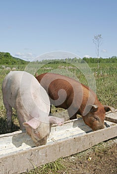 Pigs eating