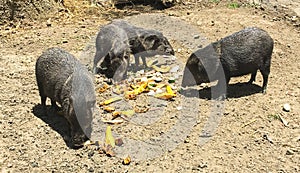 Pigs Eating Bananas at Wildlife Sanctuary photo