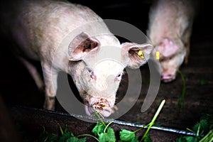 Pigs eating grass at local farm in the countryside