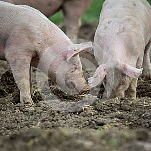 Pigs eating on a meadow in farm