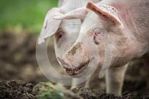 Pigs eating on a meadow in farm