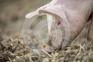 Pigs eating on a meadow in farm