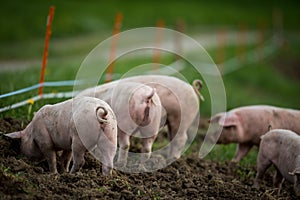 Pigs eating on a meadow in farm