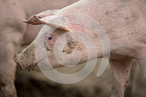 Pigs eating on a meadow in farm