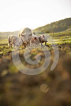 Pigs eating on a meadow in meat farm