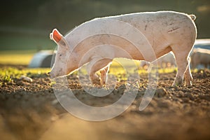 Pigs in an organic meat farm photo