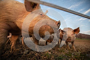 Pigs eating on a meadow in an organic meat farm