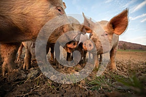 Pigs eating on a meadow in an organic meat farm