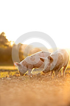 Pigs eating on a meadow in an organic meat farm