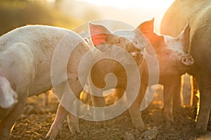 Pigs eating on a meadow in an organic meat farm