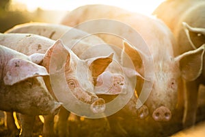 Pigs eating on a meadow in an organic meat farm