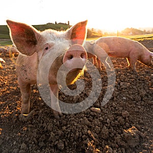 Pigs eating on a meadow in an organic meat farm